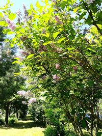 View of flowering plants and trees in park