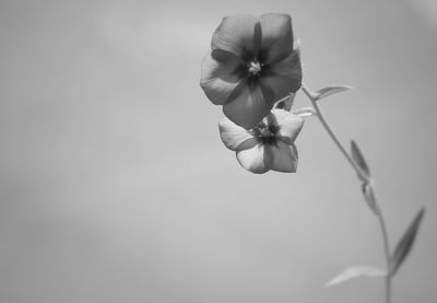 Close-up of flowering plant