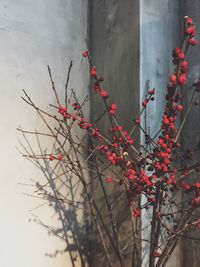 Close-up of red flowers