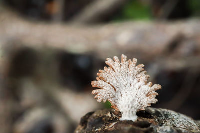 Close-up of frozen plant