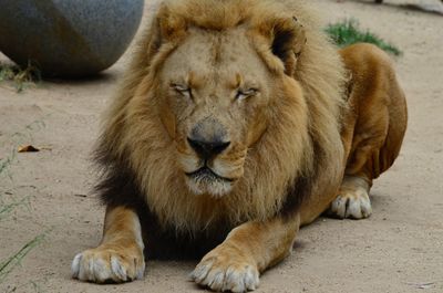 Lion resting in a zoo