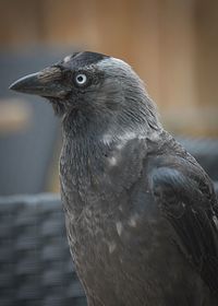 Close-up of bird