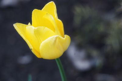 Close-up of yellow tulip