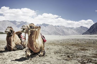 View of camels on landscape