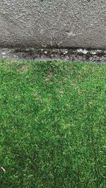 Full frame shot of green grass