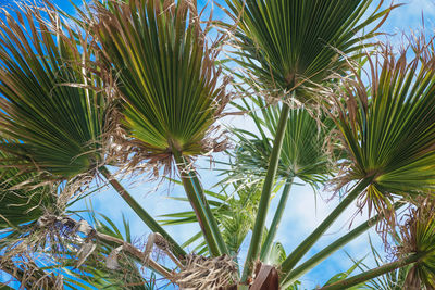 Close-up of palm tree against sky