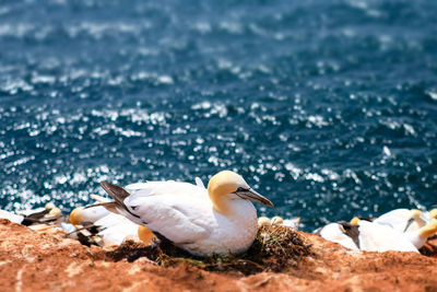 Seagulls on beach