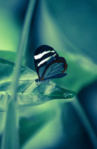 Close-up of butterfly on plant