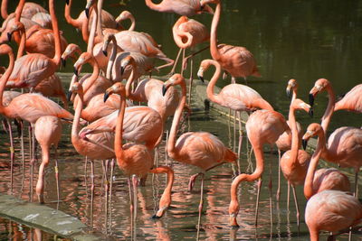 Birds in lake