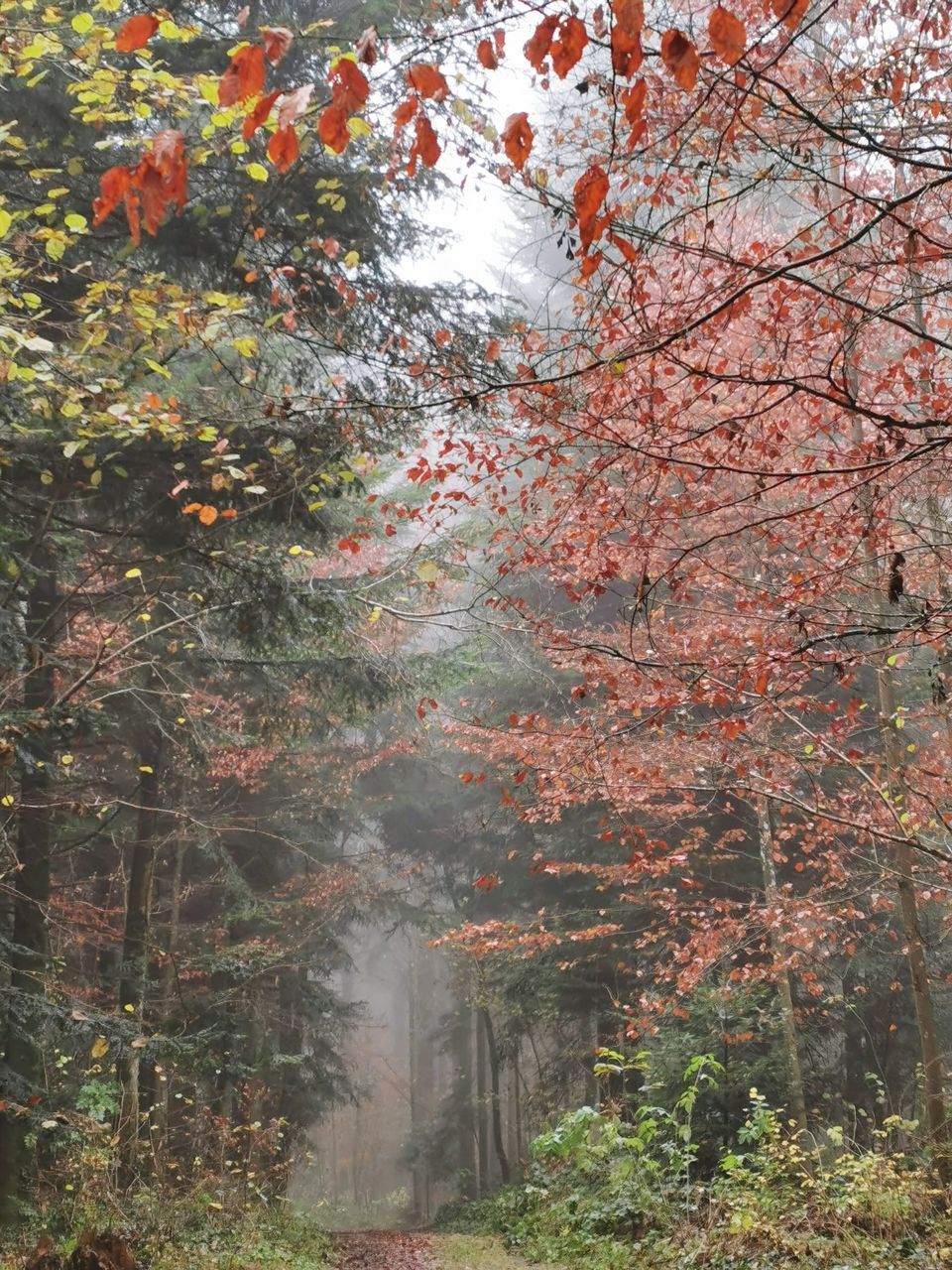 AUTUMN TREES IN FOREST