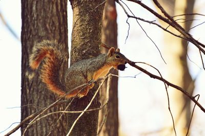 Squirrel against tree trunk