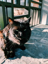 Portrait of cat sitting outdoors