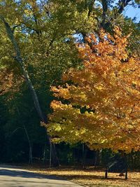 View of trees in park during autumn