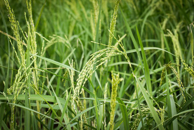 Full frame shot of bamboo plants