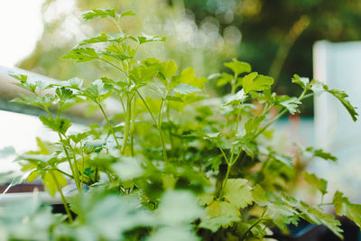 Close-up of flowering plant