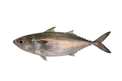 View of fish on white background