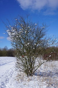 Bare tree on snow field against sky