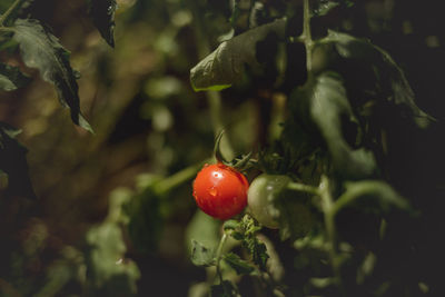 Close-up of strawberry on plant