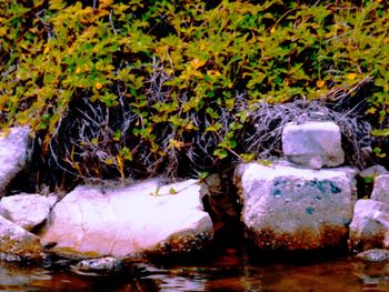 Plant growing in water