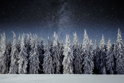 Majestic landscape with forest at winter night time with stars in the sky. scenery background.