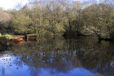Scenic view of lake in forest