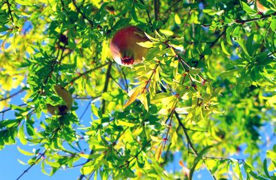 Low angle view of fruits on tree