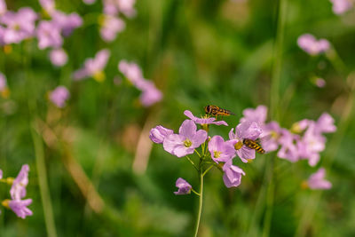 Close-up of bees pollinating on pink flowers