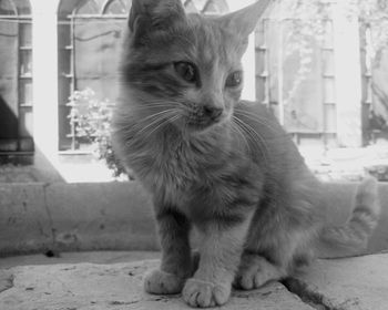 Close-up portrait of cat sitting