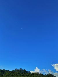 Low angle view of trees against clear blue sky