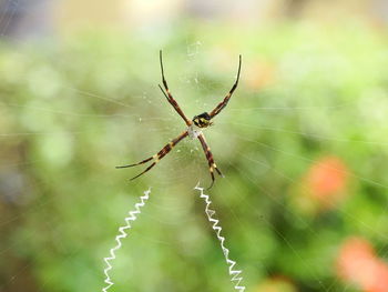 Close-up of spider on web