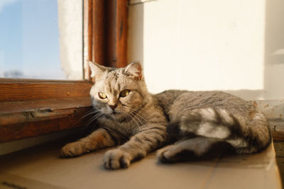 Portrait of a beautiful cat. cute cat portrait. happy pet.