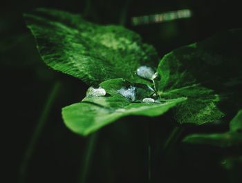 Close-up of dew drops on leaves