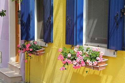 Yellow house with blue wooden shutters, flowers in pots under the windows, colorful house in burano