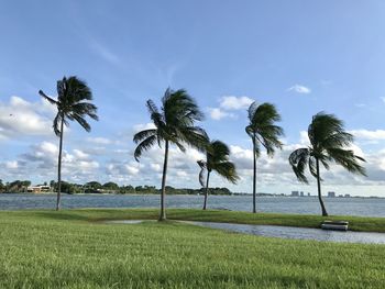 Palm trees on landscape against sky