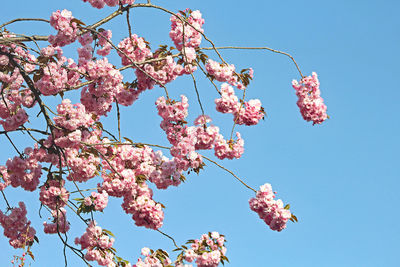 Low angle view of pink cherry blossoms in spring