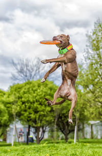 View of dog jumping in field