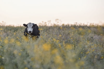 Cow standing on field