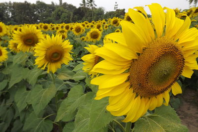 Close-up of yellow sunflower on field