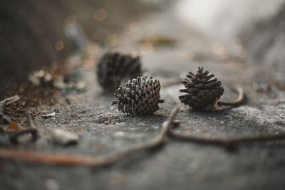 Close-up of pine cones on footpath