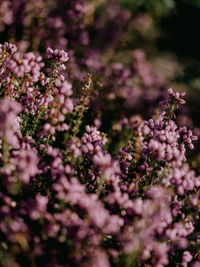 Close-up of pink flowering plant in park