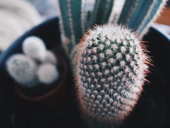 Close-up of cactus