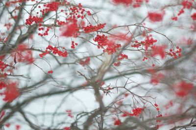 Close-up of red berries on tree