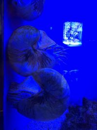 Close-up of jellyfish swimming in sea