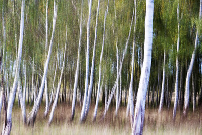 Full frame shot of bamboo trees