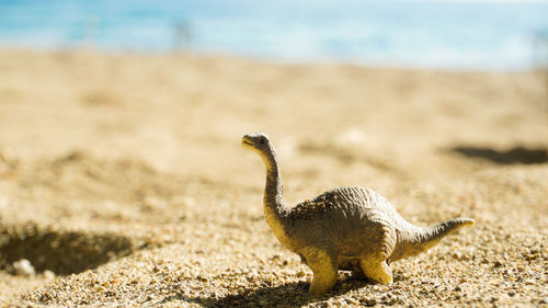 Toy dinosaur on sand at beach