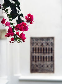 Close-up of bougainvillea flowers against wall