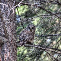 Close-up of owl perching on tree