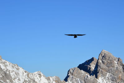 Low angle view of bird flying in mountains against clear blue sky
