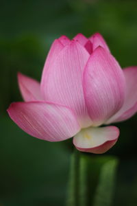 Close-up of pink lotus water lily