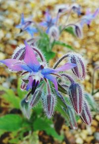 Close-up of purple flowers